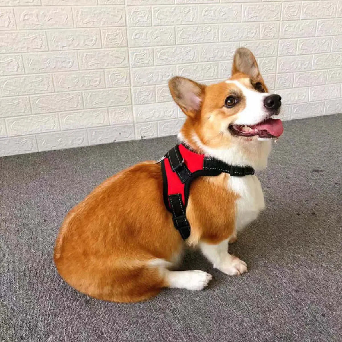 Adjustable Dog Harness - QayyoomLux